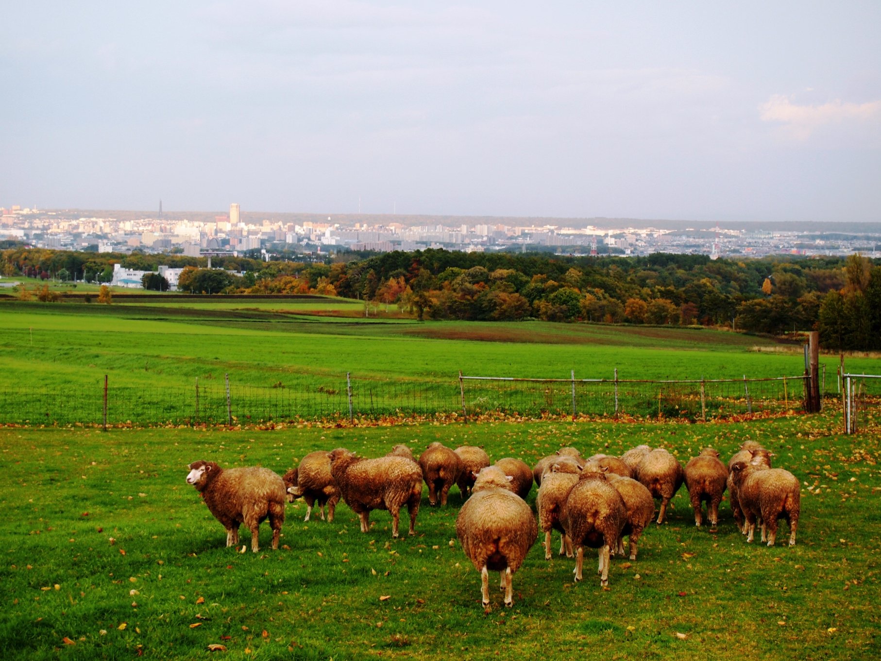 🐑 삿포로 히쓰지가오카 전망대 이미지 8